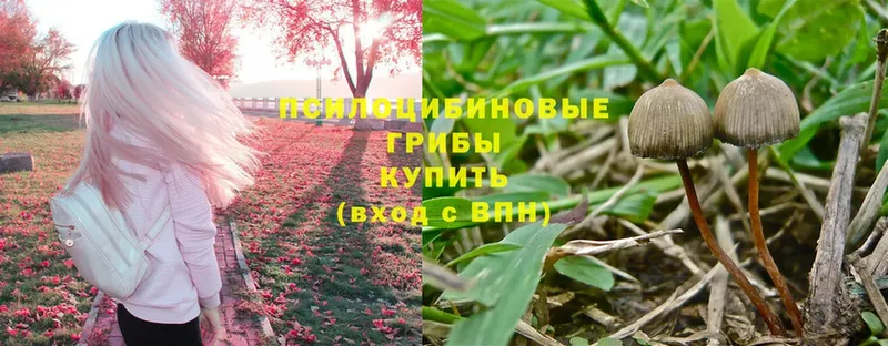 omg вход  Каменногорск  Псилоцибиновые грибы Psilocybe  как найти закладки 